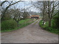 The Daffodil Way at the Entrance to Maypole Farm