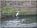 Heron on the Kelvin