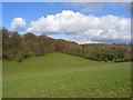 Pasture and woodland, Lane End