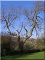 SY9280 : Large tree on the south bank of the Corfe River by Jim Champion