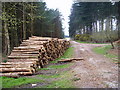 Cannock Chase, Slitting Mill