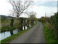 Stoke - Pollarded Willows