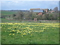 Daffodil field just off the Daffodil Way