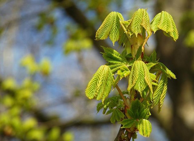 Spring Chestnut Tree Near Ballymena © Albert Bridge Cc-by-sa 2.0 