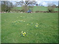 Daffodil Way south of Kempley Green