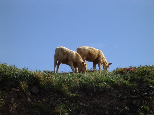 Calves on the cliffside at Ballinskelligs beach