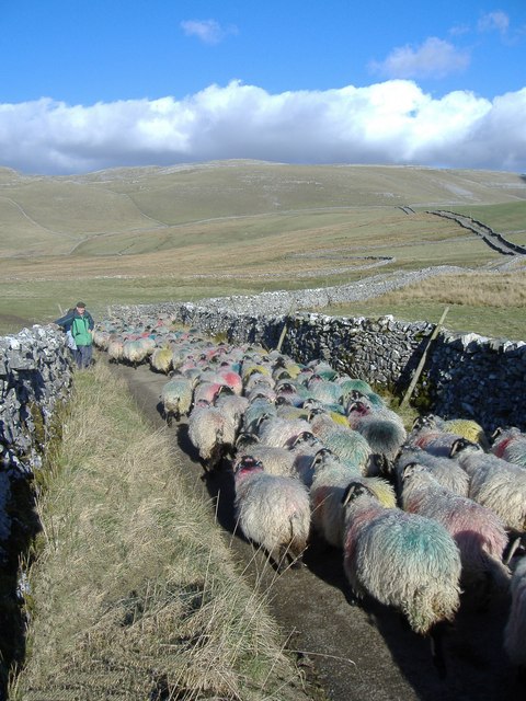 Sheep on Stocks Lane