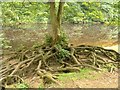 Tree roots near Aysgarth Upper Falls