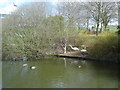 Nesting swans at County Hall