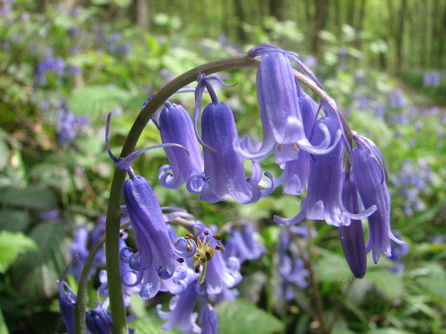 A real English bluebell in Linacre Wood