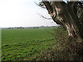 View south across wheat field