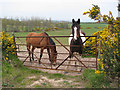 Horses near Bangor