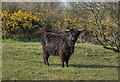 A Black Shaggy Cow