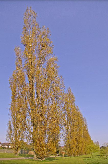 Avenue of Poplar Trees, Oakwood Park, London N14