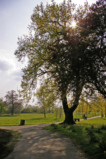 Large Oak Tree, Oakwood Park, London N14