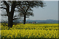 Oilseed Rape next to RAF Shawbury