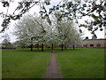 Blossom time in Kings Hedges