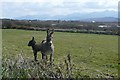 V7096 : Donkey and kid by Graham Horn