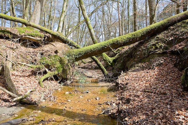 Latchmore Brook south of Studley Wood © Peter Facey :: Geograph Britain ...