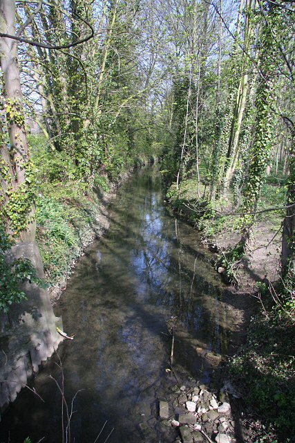 River Linnet, Bury St Edmunds