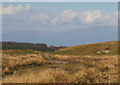 The road over Challochglass Moor