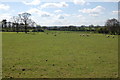 Springtime sheep pasture near Upleadon