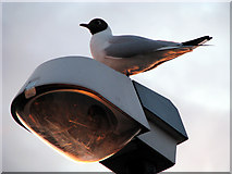 J5182 : Black headed gull, Bangor [2] by Rossographer