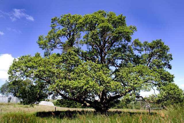Oak Tree Behind Glenlee Power Station