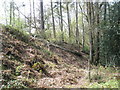 Railway embankment within Midhurst Common