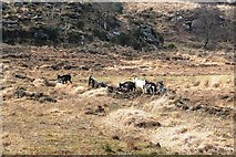 V7283 : Herd of goats by Graham Horn