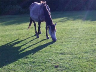 Horse and shadow