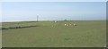 View across Cwningar Trefri towards Treberfedd and Tynewydd cottages