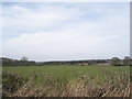 Looking across to Bridgelands Farm from the Elsted Road