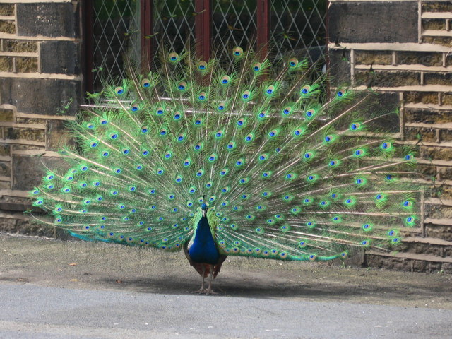 Peacock in front of the Church Inn Uppermill