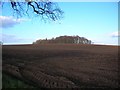 Clump of trees