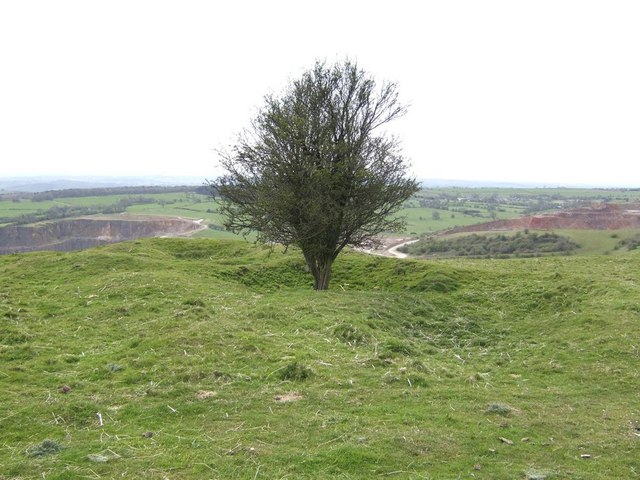 Solitary Hawthorn Tree on the Weaver Hills