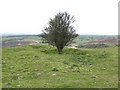 Solitary Hawthorn Tree on the Weaver Hills