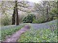 Bluebells on Park Banks