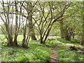 SU7860 : Path at the edge of Lower Copse Wood by Diane Sambrook