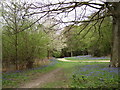 The Woodland Walk at Leith Hill Place woods