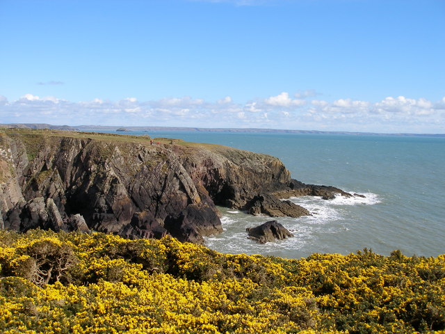 Sea cliffs and gorse along the Pembrokeshire Way