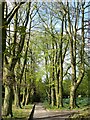 Town Gardens, western edge, Swindon