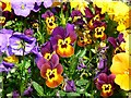 Pansies, Town Gardens, Swindon