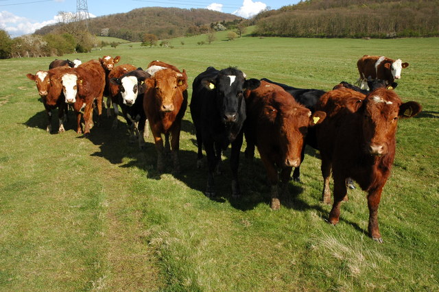 Cattle near Didcot Farm