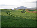 Field, tracks & The Wrekin