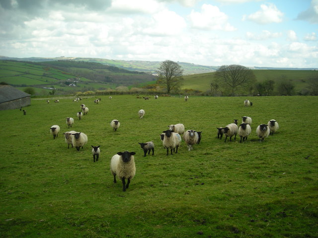 Sheep at Berthlwyd Farm