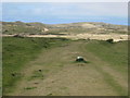 Path across the dunes