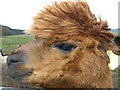 Alpacas at Wood Hall farm