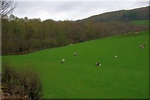 SD3389 : Sheep pasture Near Quakers' Wood by Mick Garratt