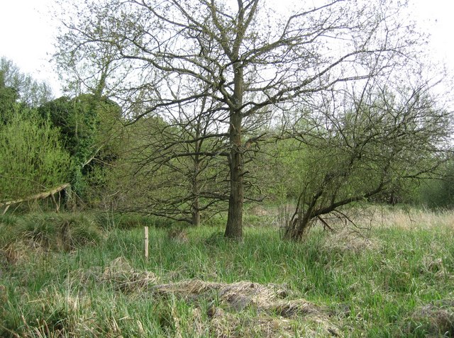 Wetlands close to Redbridge Lane